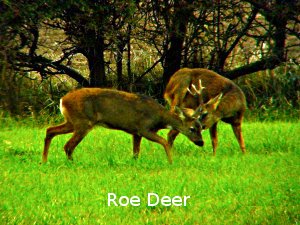 Photo Of two Roe Deer