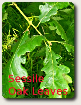 photo of some Sessile Oak leaves