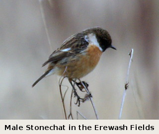 photo of male Stonechat