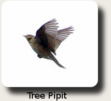 Tree Pipit in song.