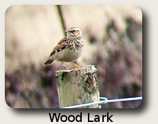 Wood Lark photograph