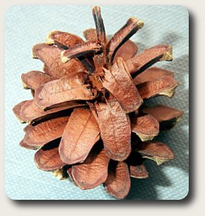 photo of a pine cone attacked by a crossbill