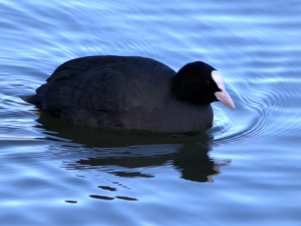 Coot photo